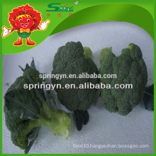 cheap price Export fresh broccoli frozen transportation green natural vegatable